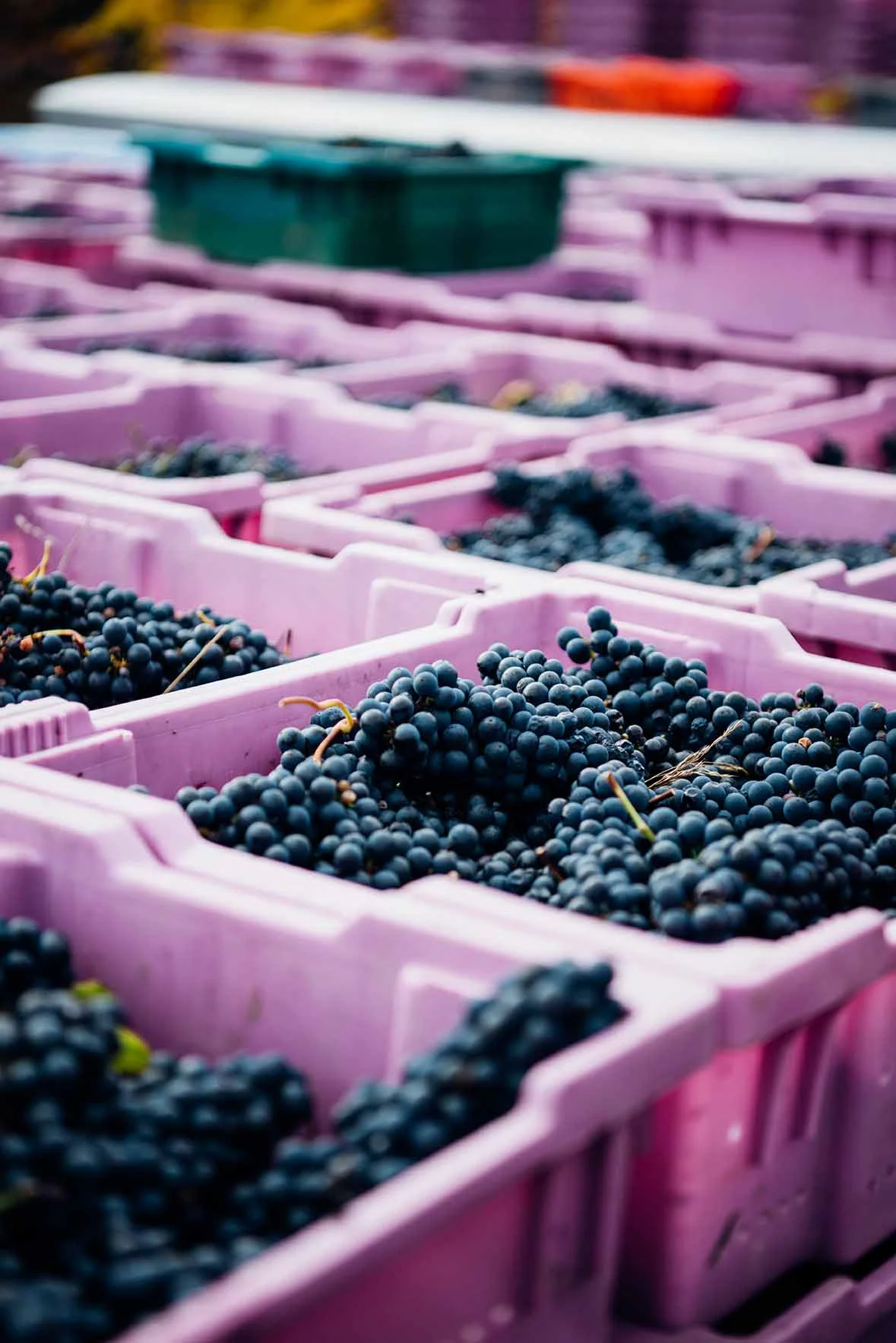 Grape harvest | Nik Sharma Photography