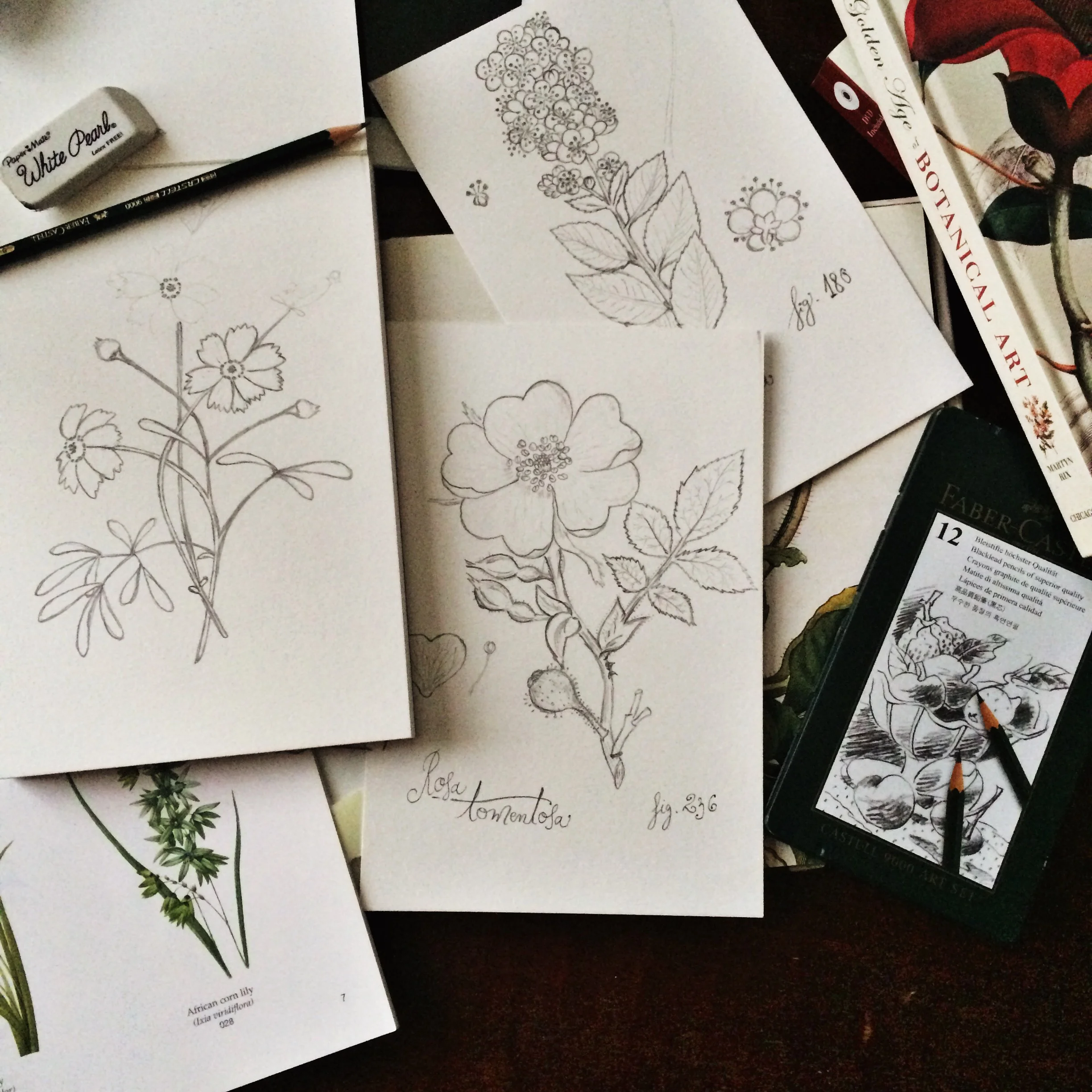 Pencil illustrations.