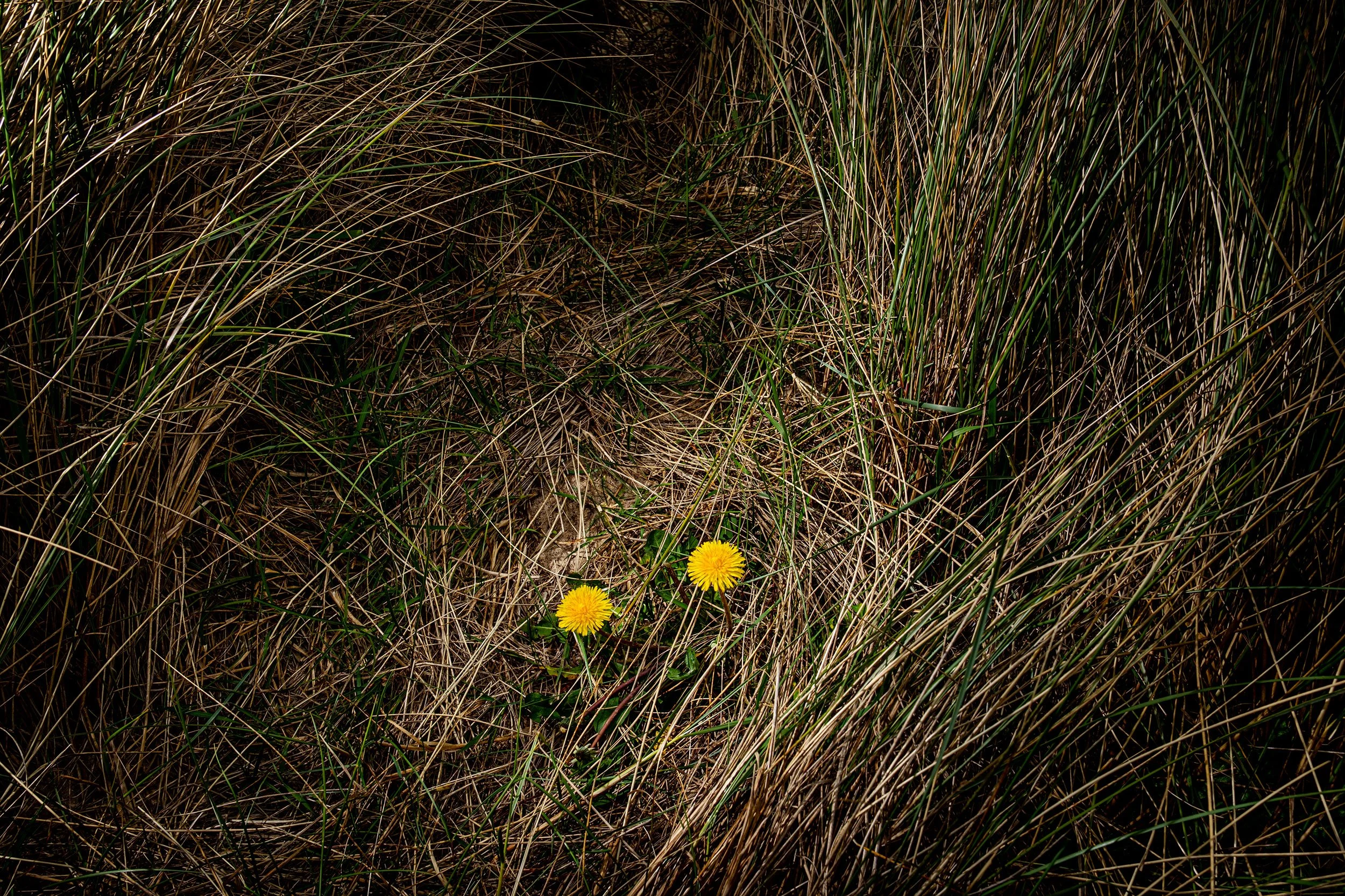 DSCF9411.jpg