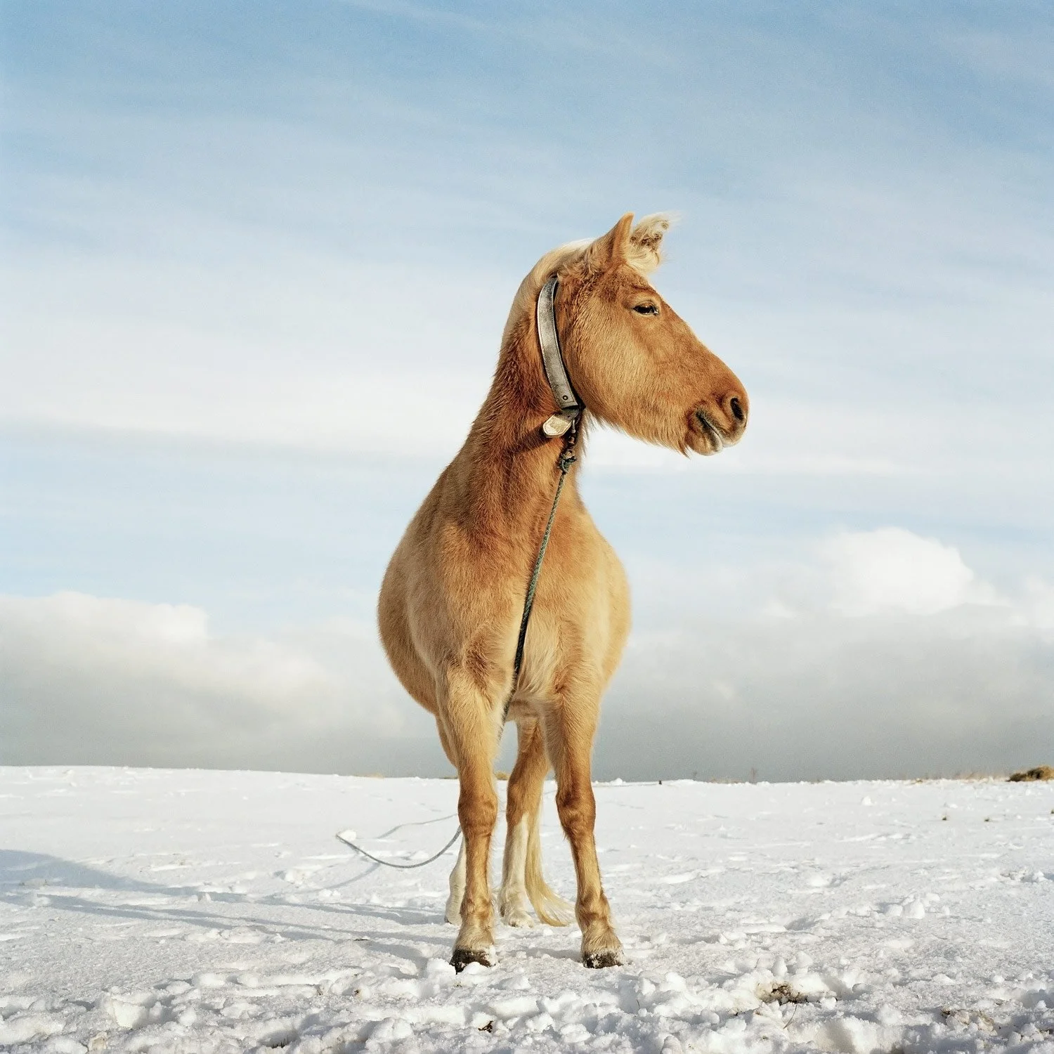 horse16.jpg