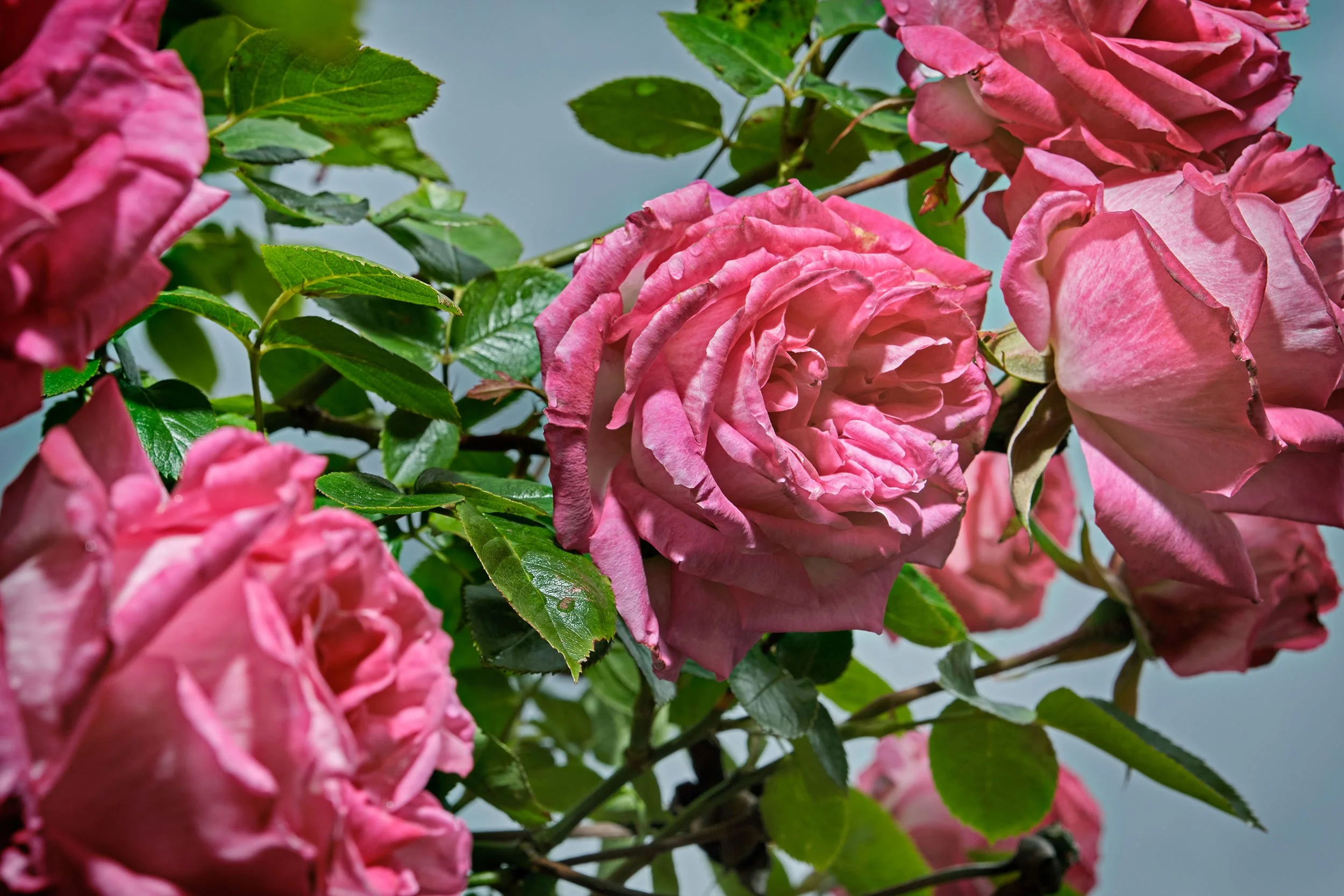 DSCF9144.jpg