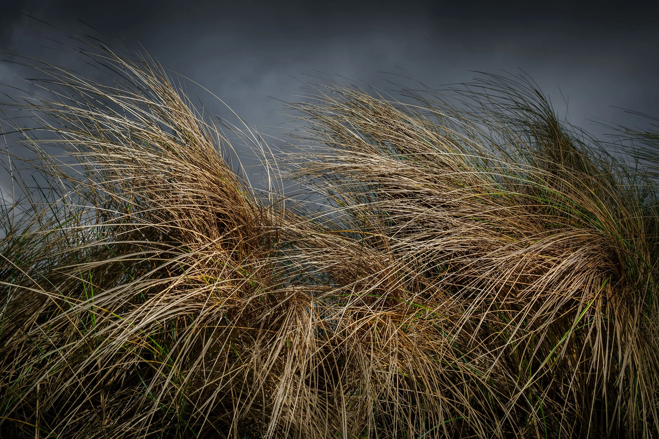 DSCF9563.jpg
