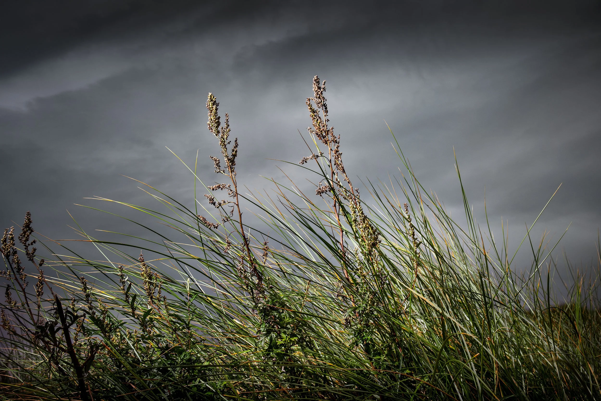 DSCF2971.jpg