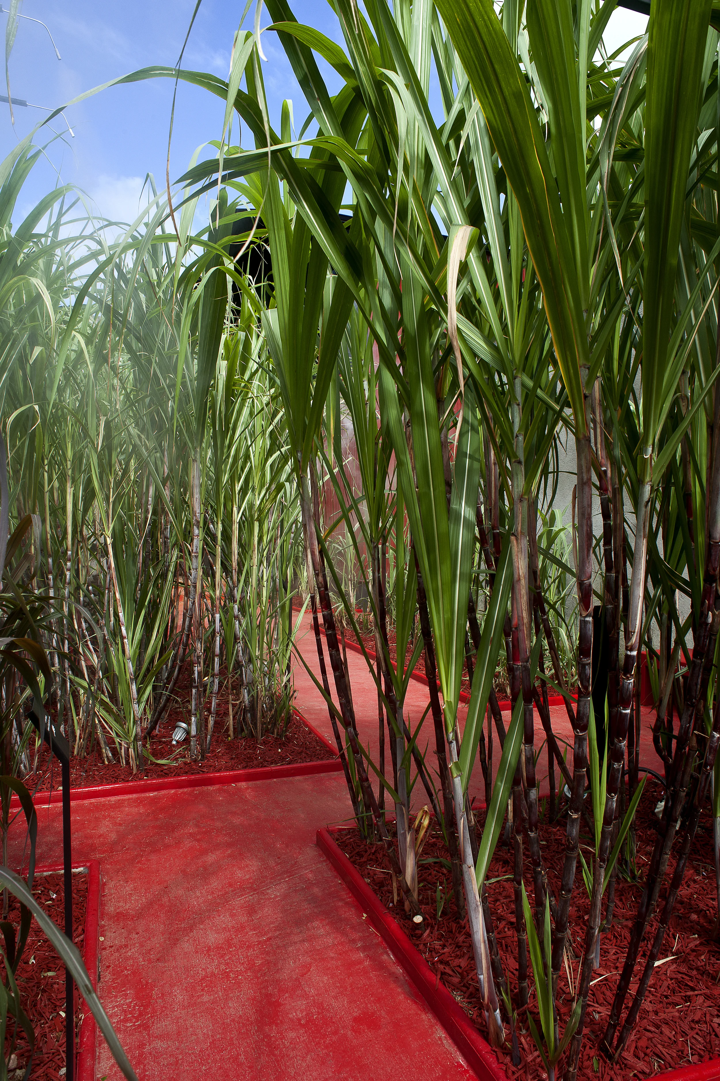 JARDIN DES CANNES 1 (reteneue).jpg