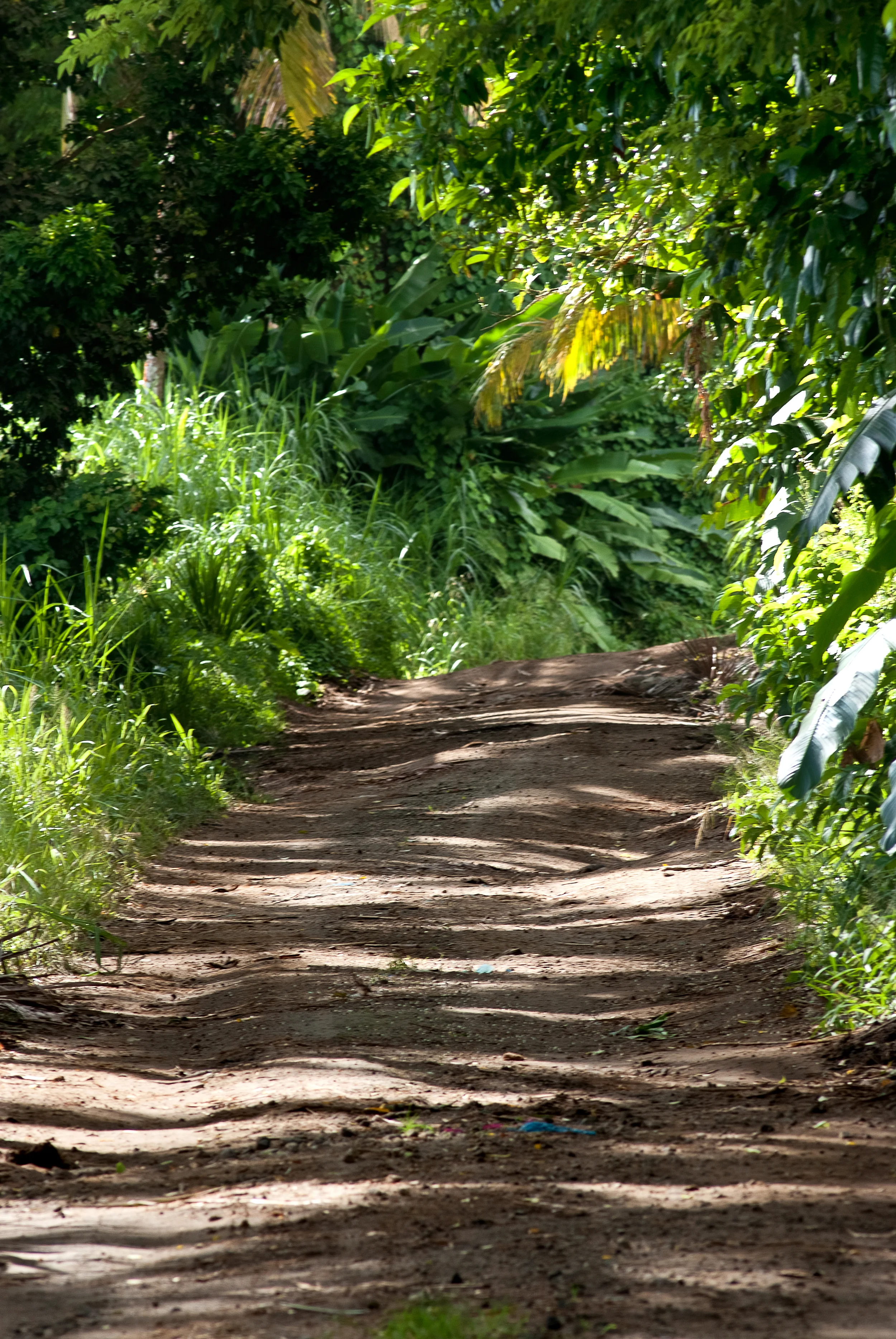 JARDIN DU RHUM_CHEMIN.jpg