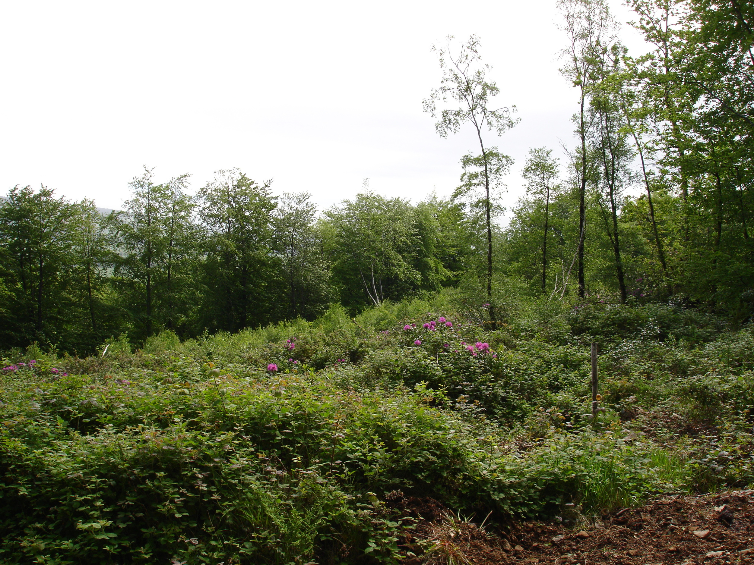 Site 