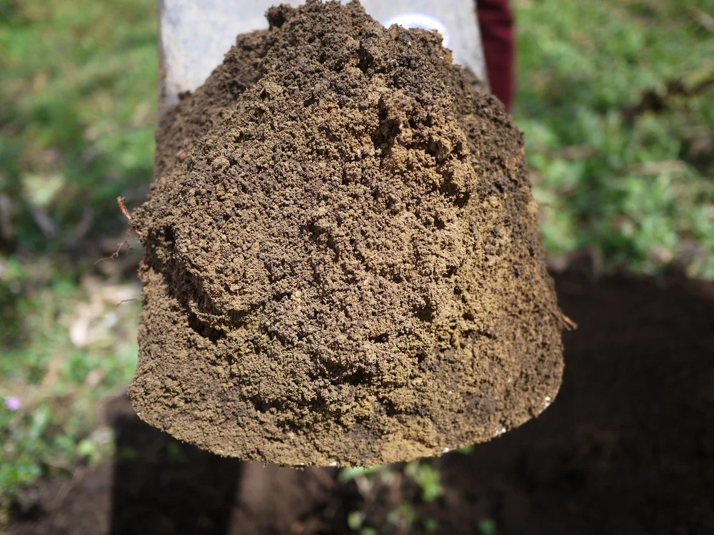 El+Suelo+means+soil.jpg