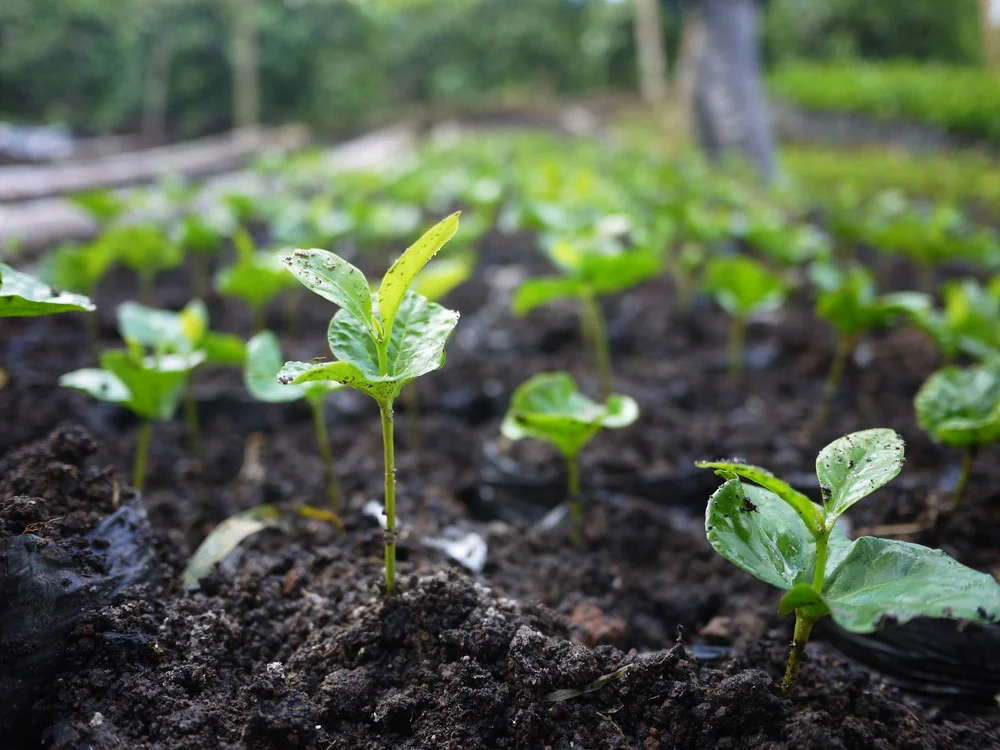 Geisha+seedlings-1.jpg