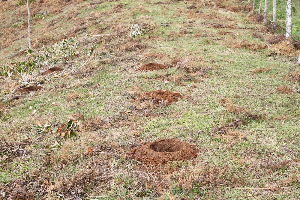 Holes+dug+for+planting+Typica+2,5x2,5+meters+apart.jpg