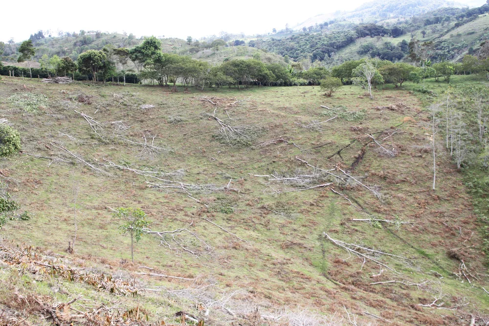View+of+the+farm+after+clearing+old+trees.jpg