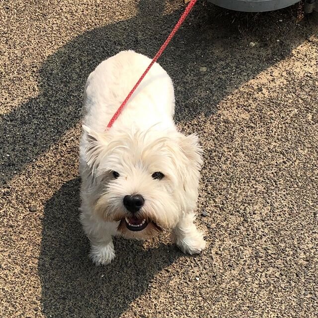 I didn’t think my day could get better, but then I met this doggo down the shops 🐶 💗