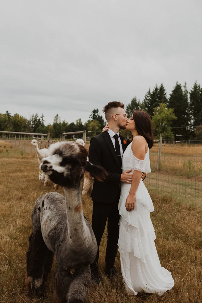 alpaca-previews-1571.jpg