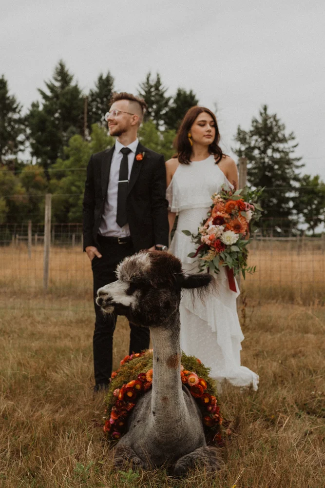 alpaca-previews-1766.jpg