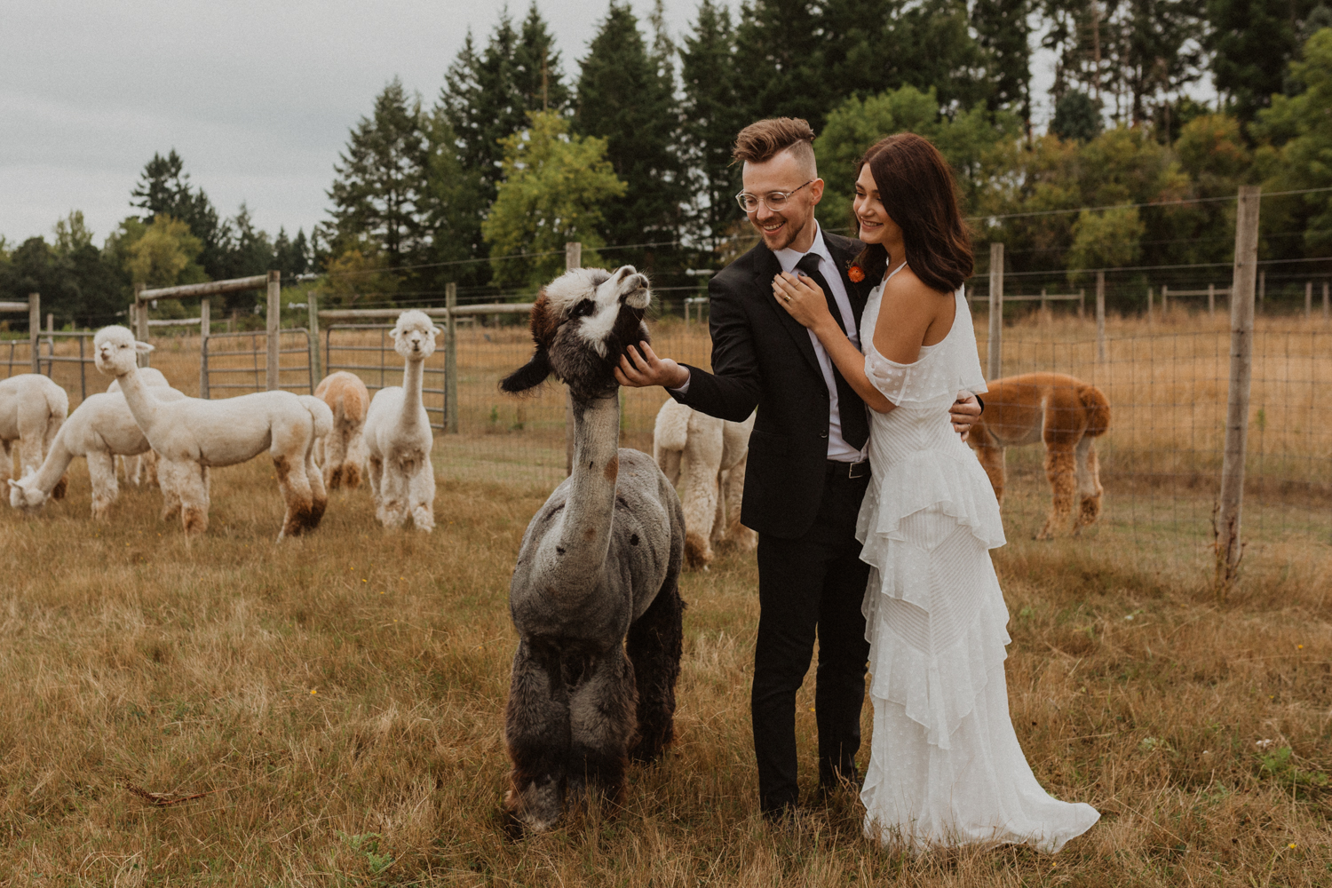 Alpaca Love