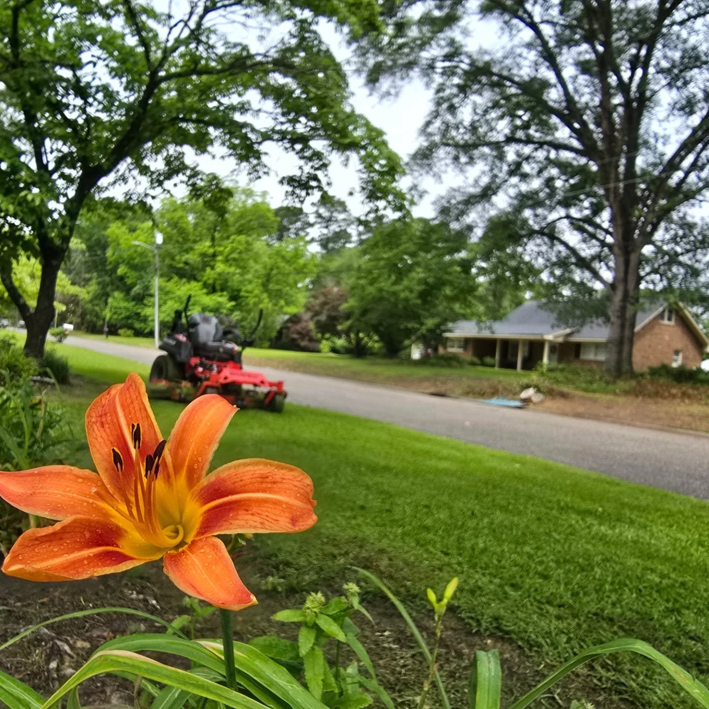 #BloomingAcres #curbappeal #growth