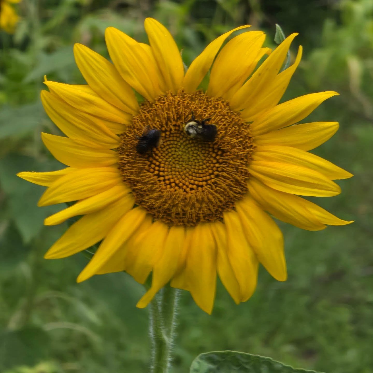 🌻✨ There’s nothing like the sight of sunflowers in bloom — standing tall, turning their faces to the sun, and welcoming the bees! 🐝🌞
These golden beauties not only light up the garden but also play a vital role in supporting our polli