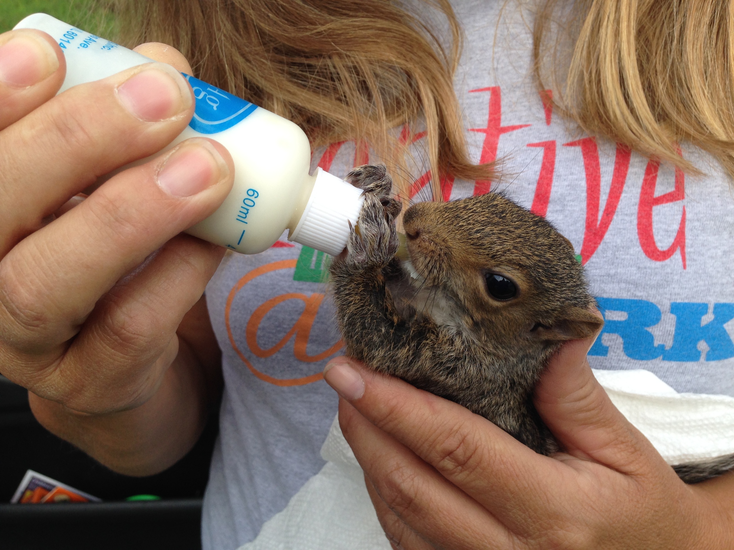 While out on site today, I learned that Jerri's son found this squirrel, Jimmy, and has been feeding it from a bottle. Jerri keeps him during the day while her son is in school.