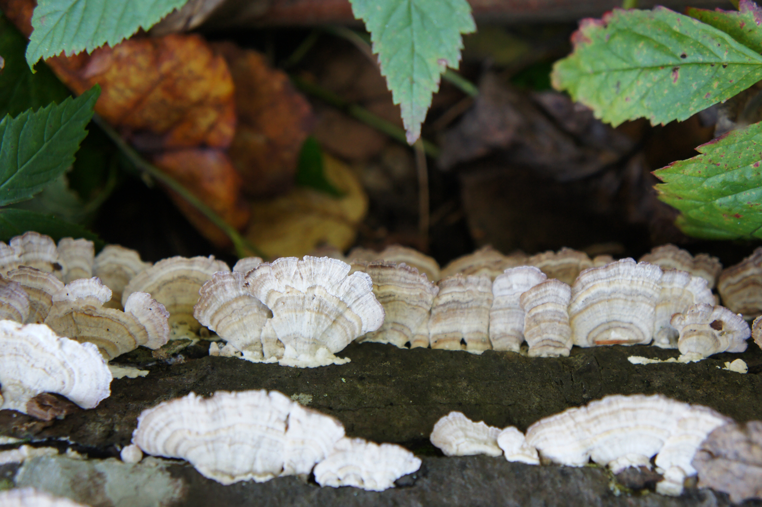 DSC09696.jpg