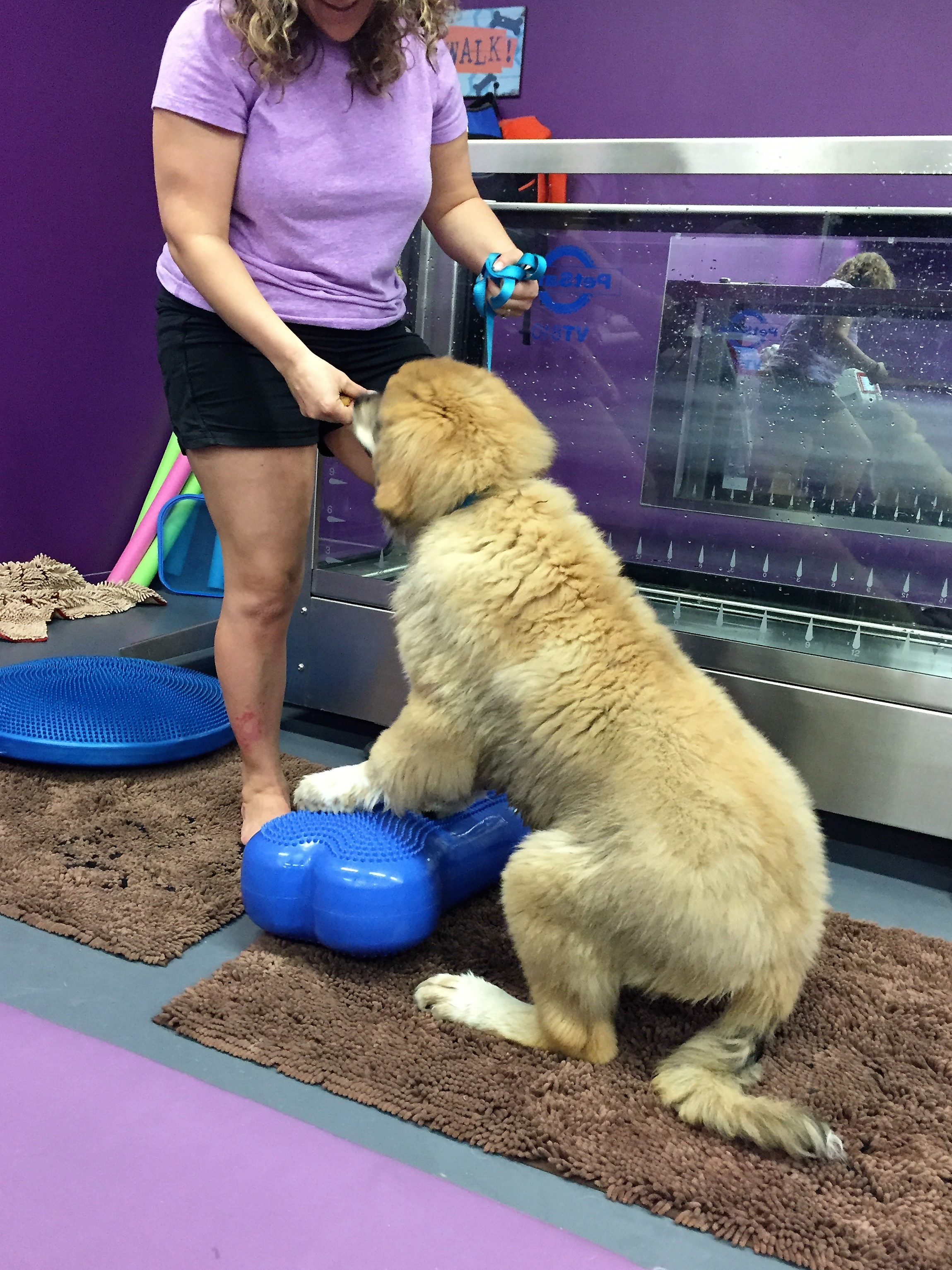 Rosco using his hamstrings and gluteal to lift his body into a stand.