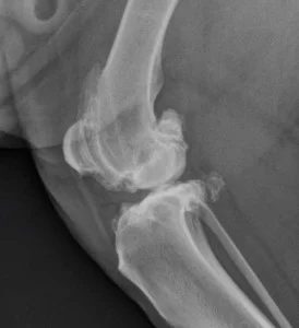 Canine knee with DJD