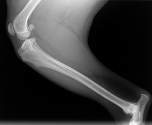 Normal Canine Knee
