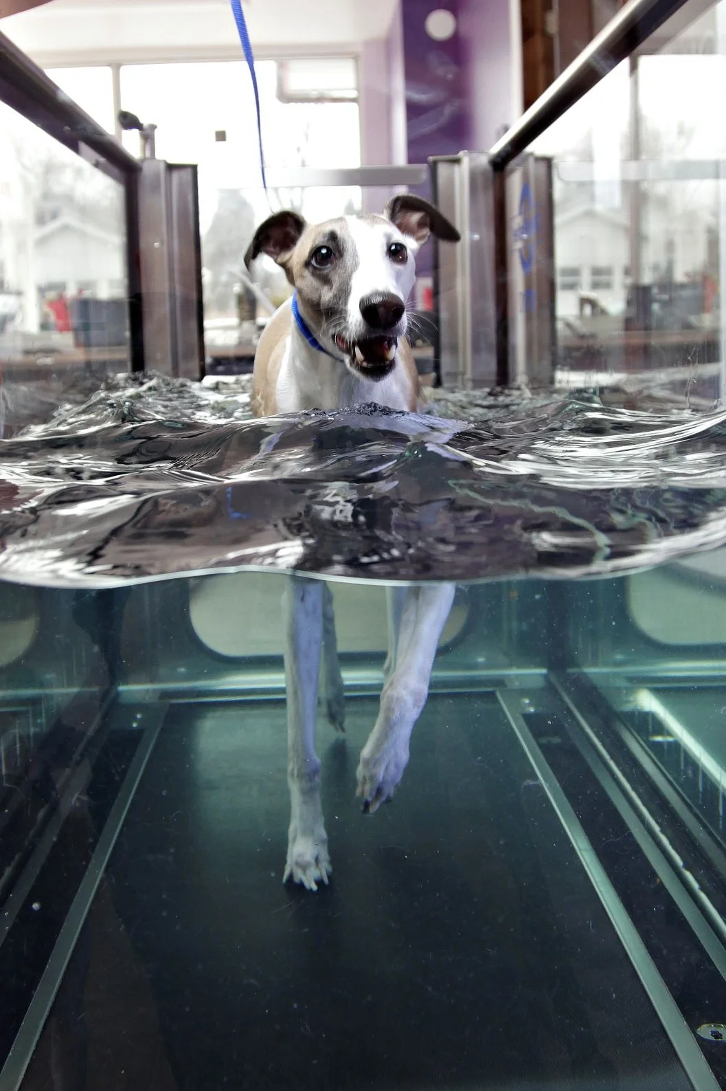 Eddie the Whippet for a stroll in the treadmill!