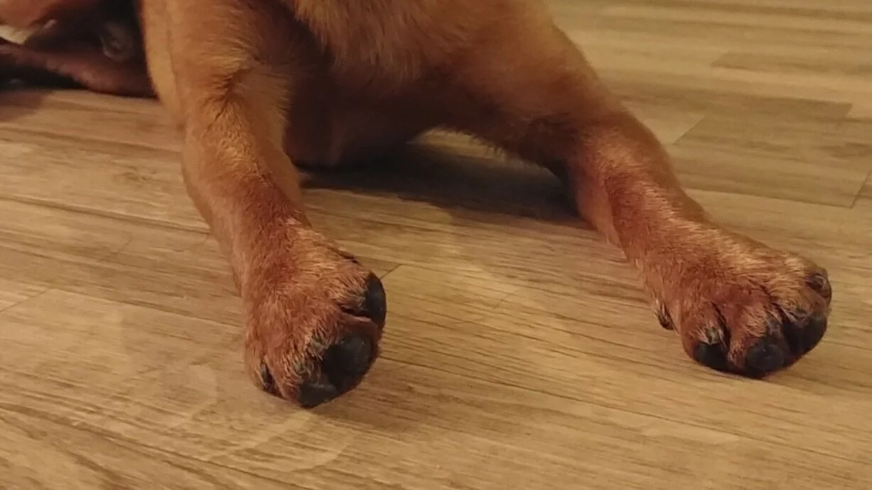 How Do You Protect The Floor Of A Dogs Nails
