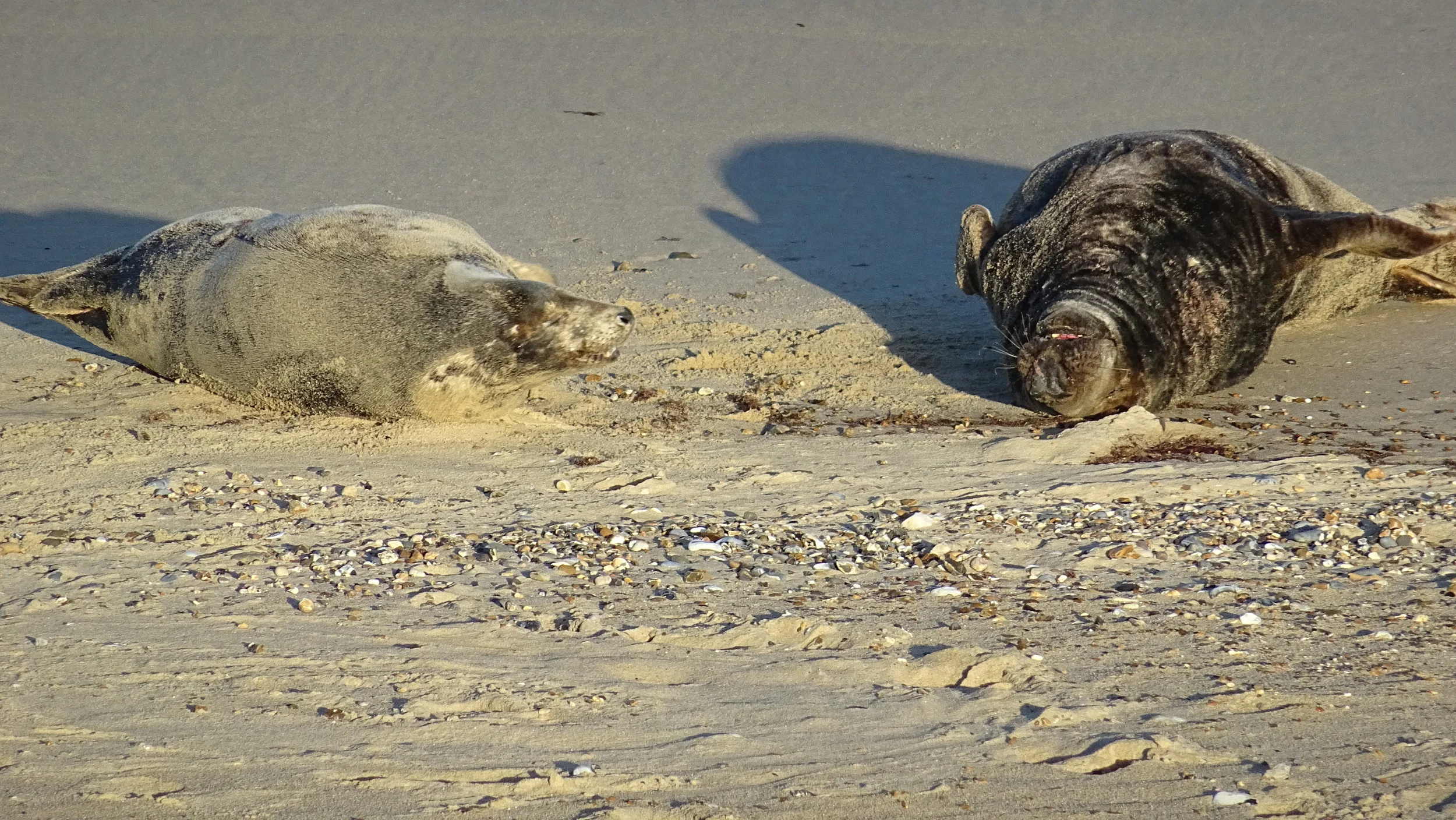 Visit the Seals between Nov-Feb on Horsey Beach