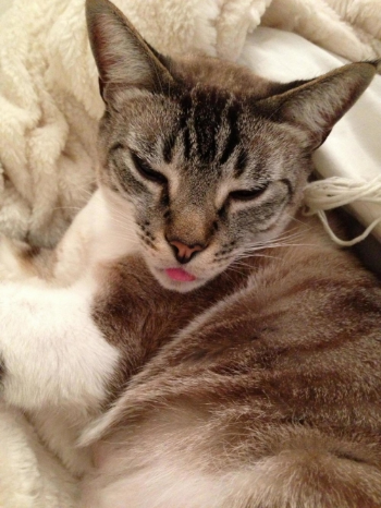 Stanley - the Rescue Kitty with an Attitude