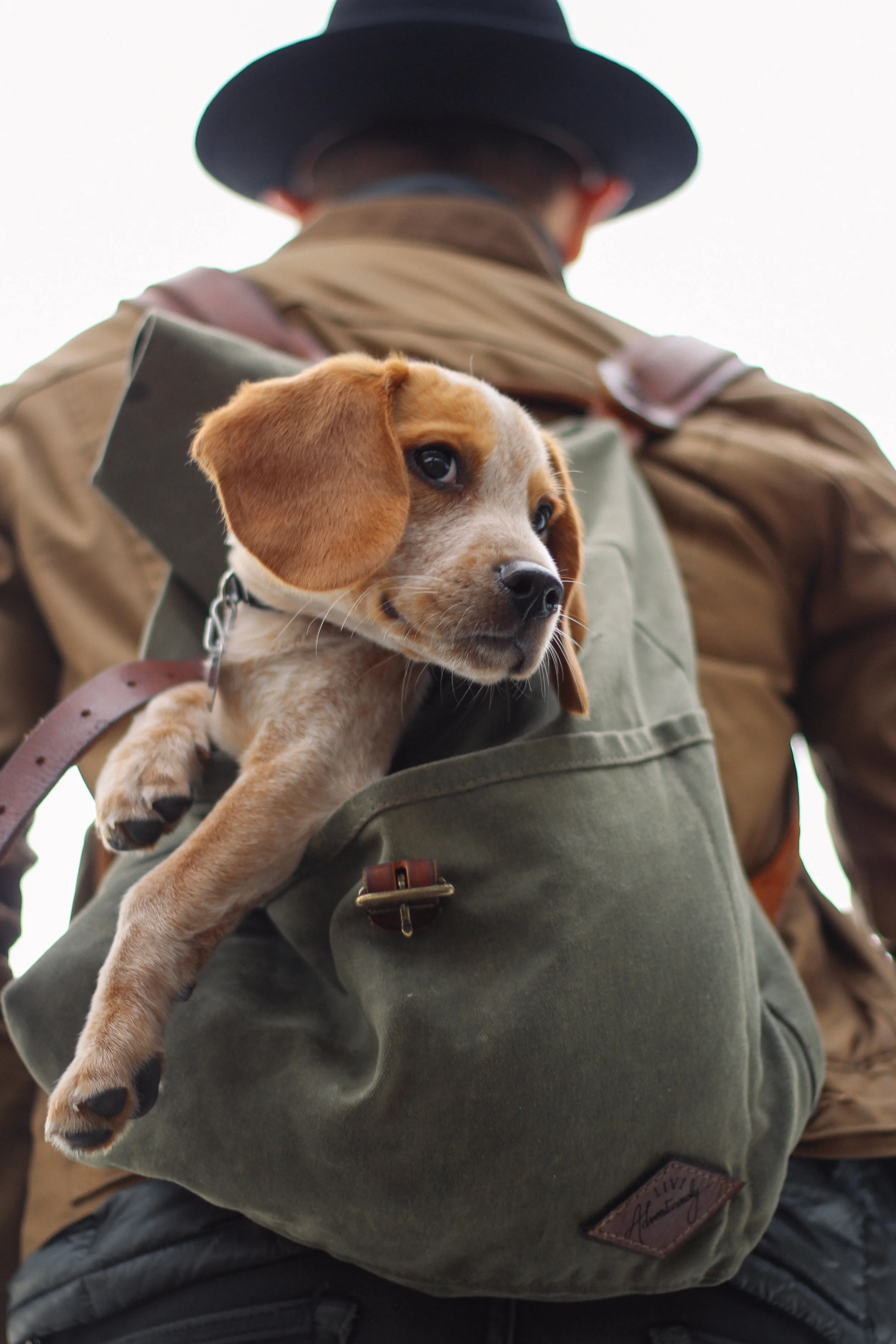 Puppies, Kittens and Hamsters–Oh My! Important Information for Therapists Regarding Writing Emotional Support Animal Letters (ESA)