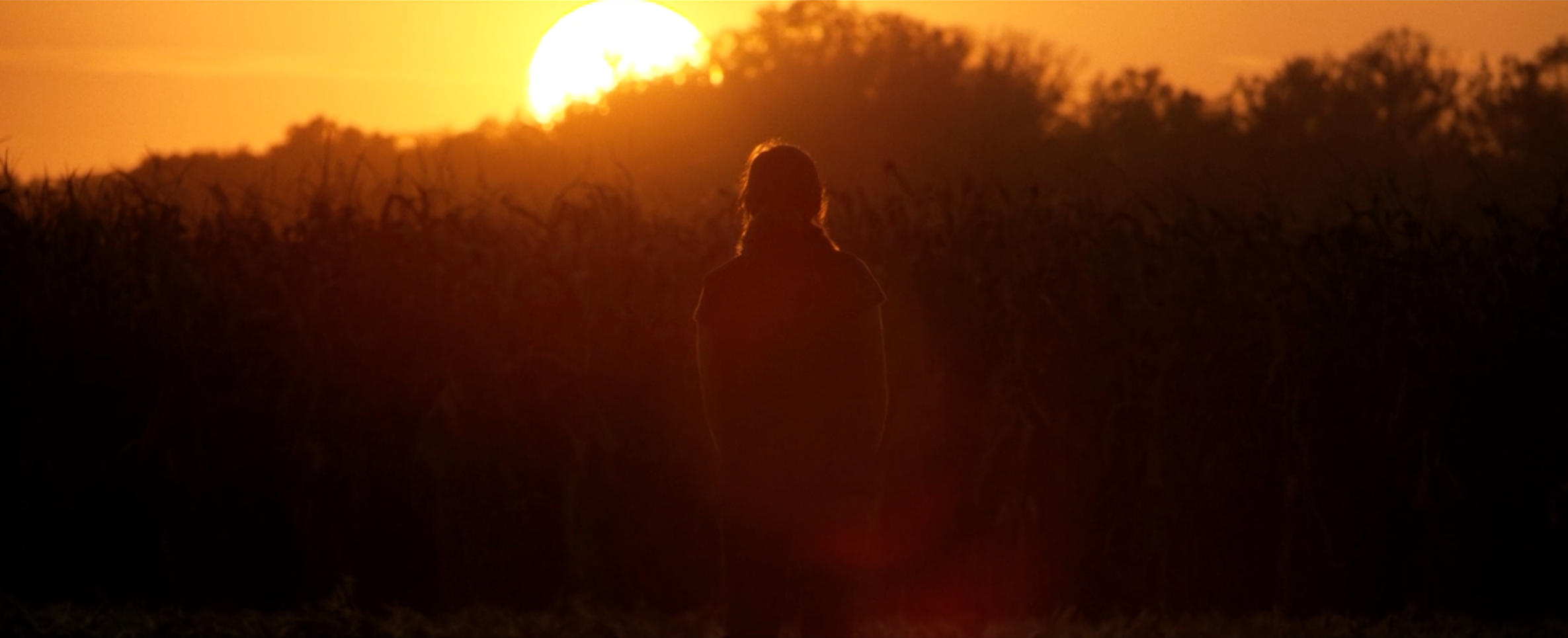 BULLTHISTLE_SunsetCornFields.jpg