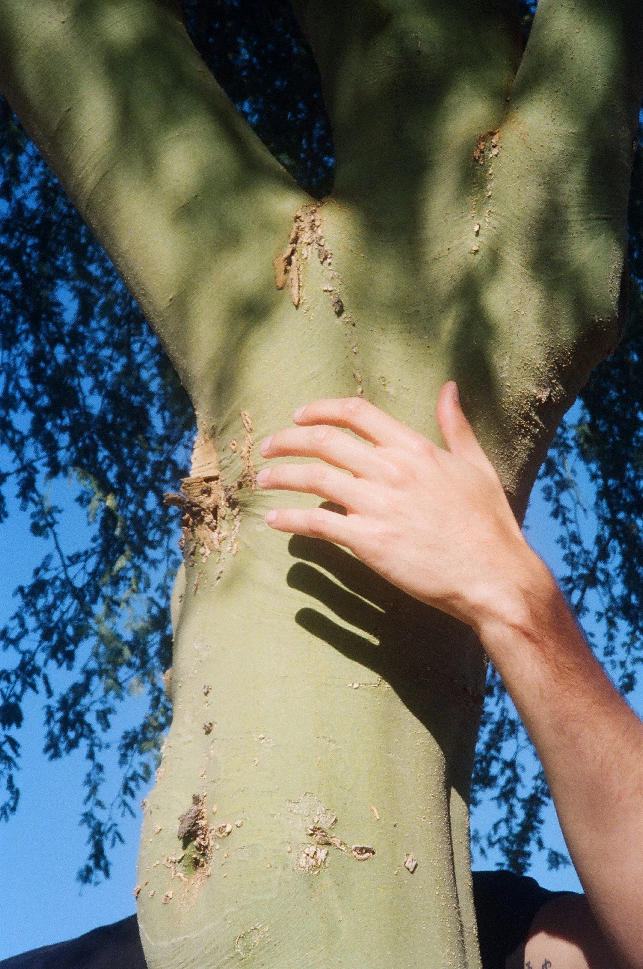 SCIENCE SHOWS HUGGING TREES IS GOOD FOR HEALTH