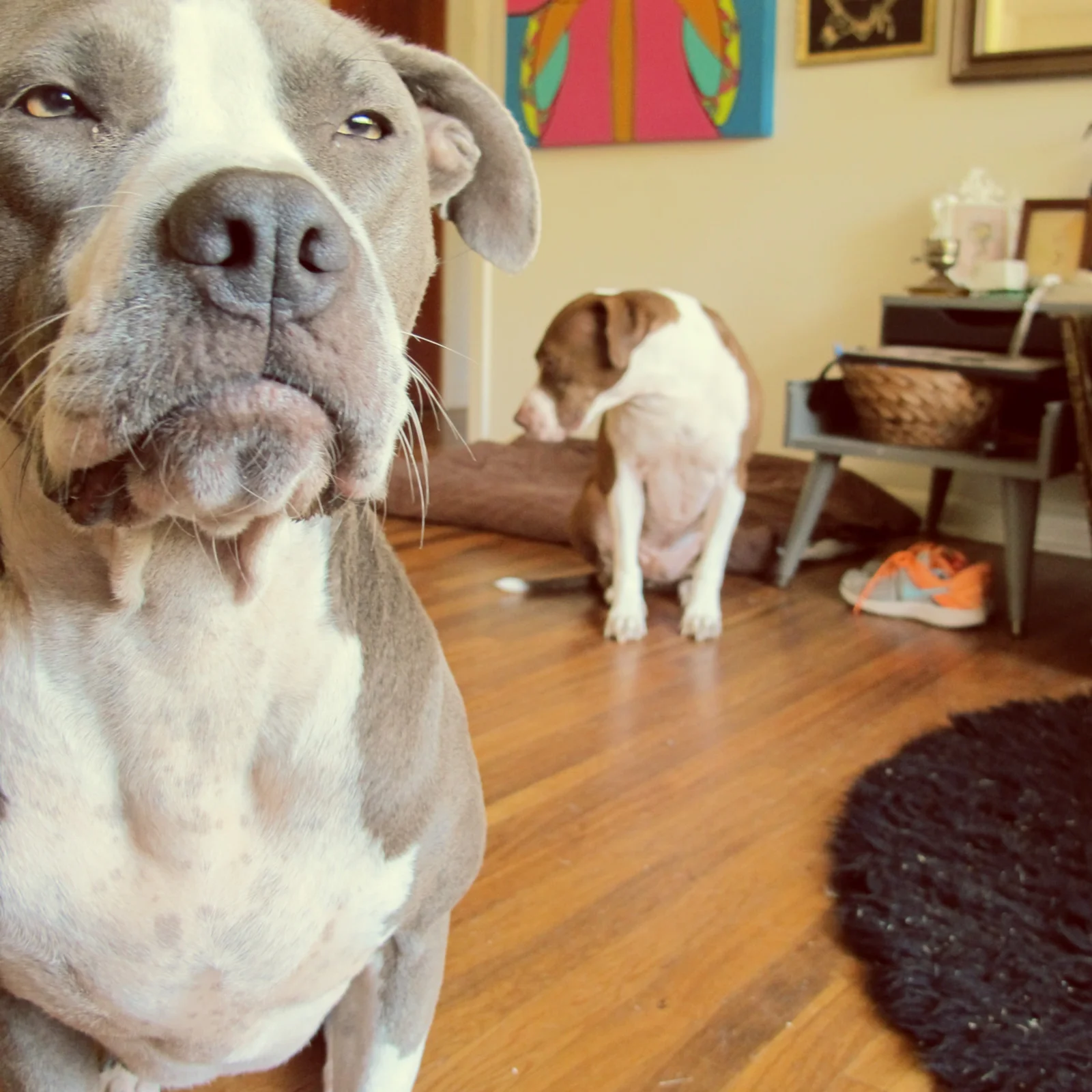 dog-portrait.jpg