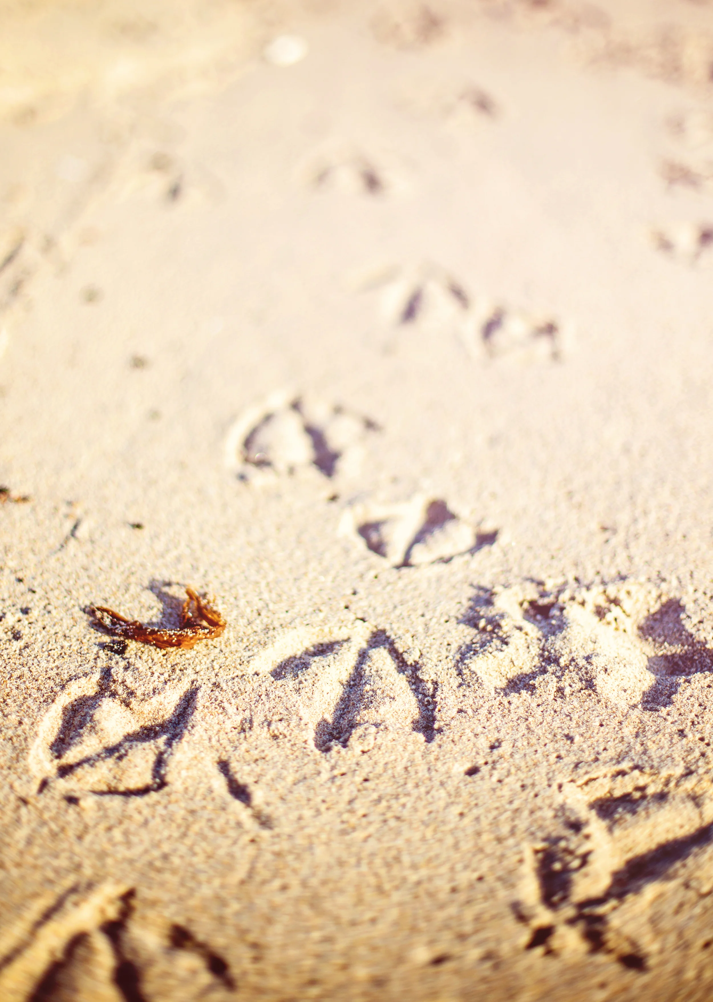 Pigeon Prints