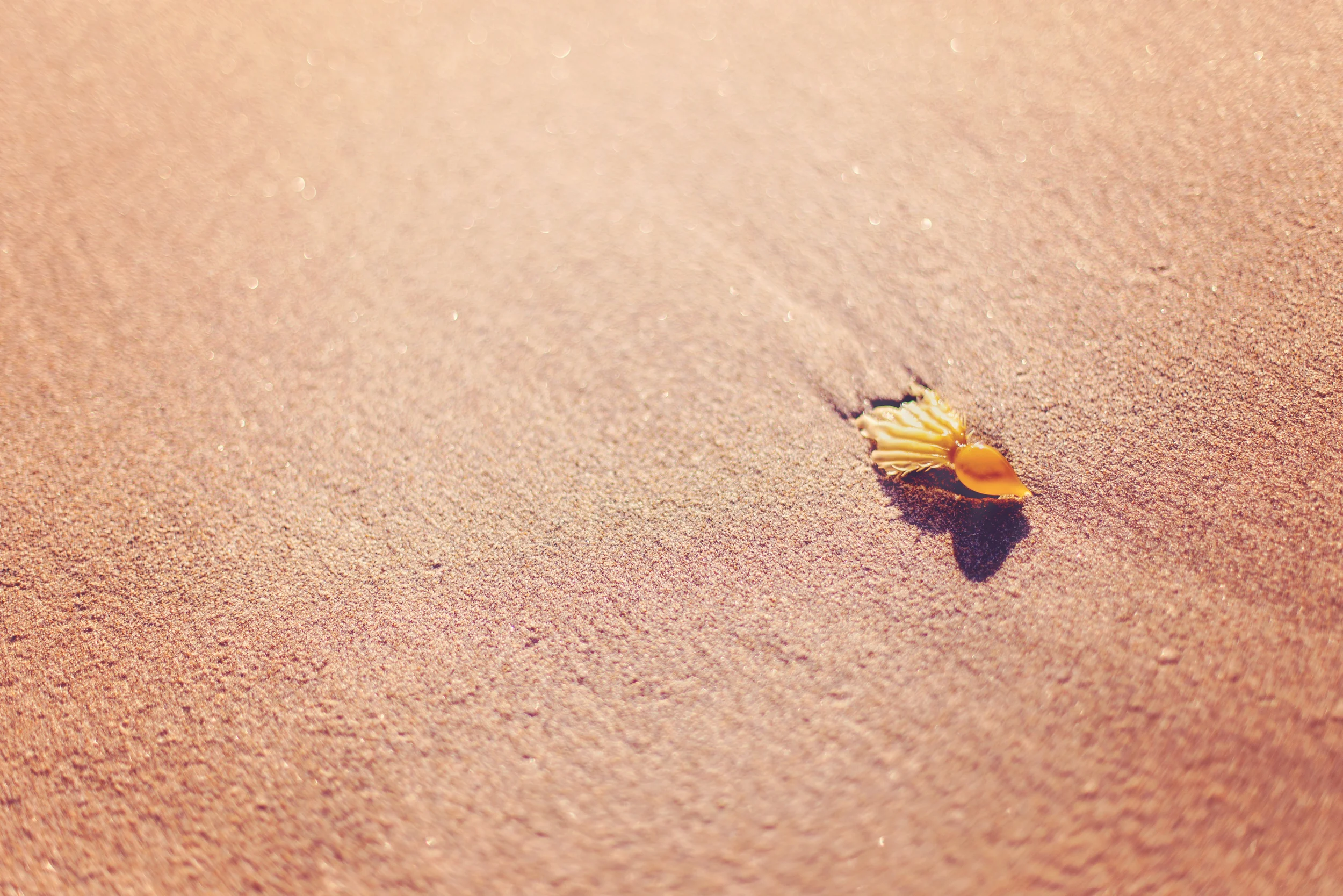 Beach Creature