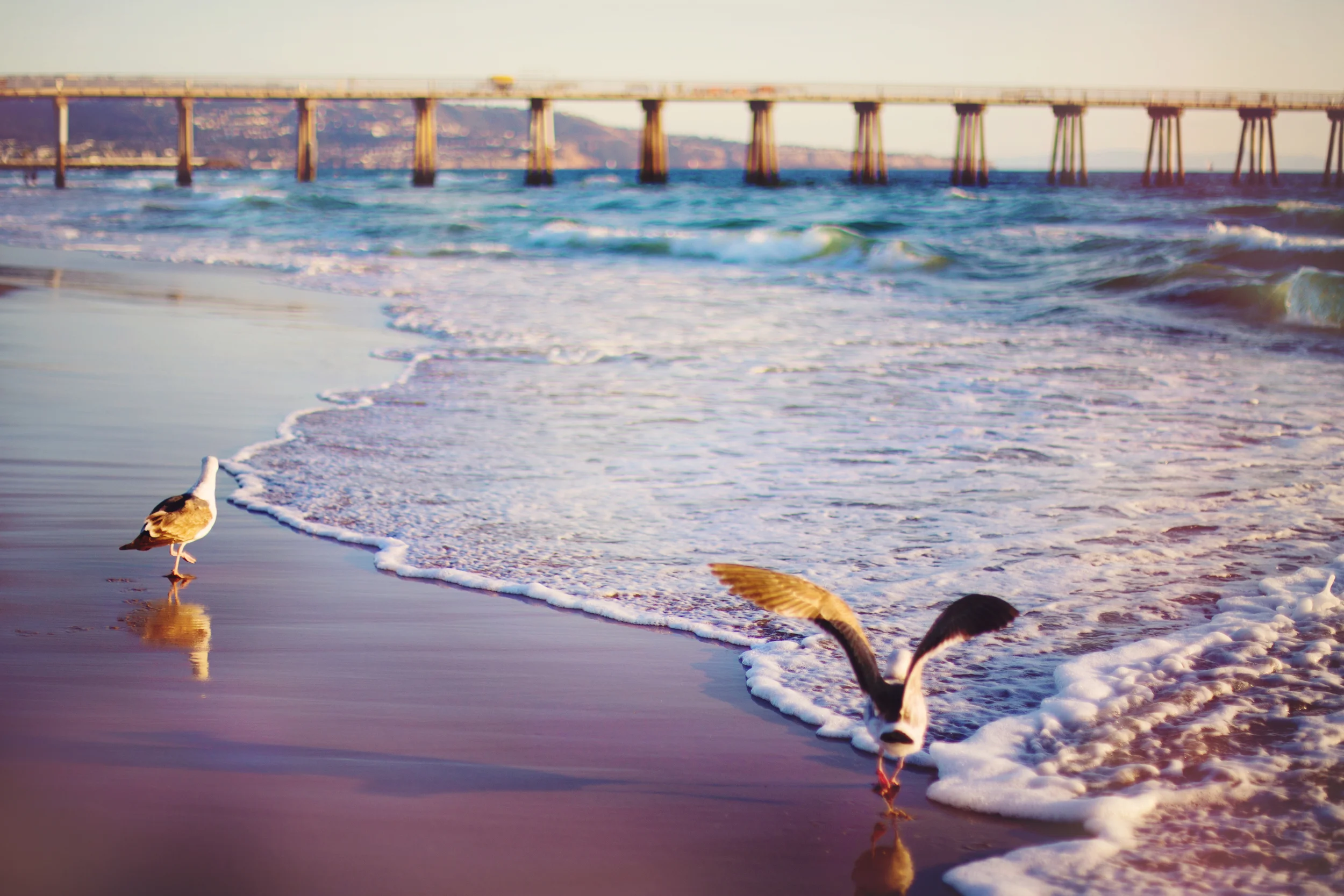 Into the sea