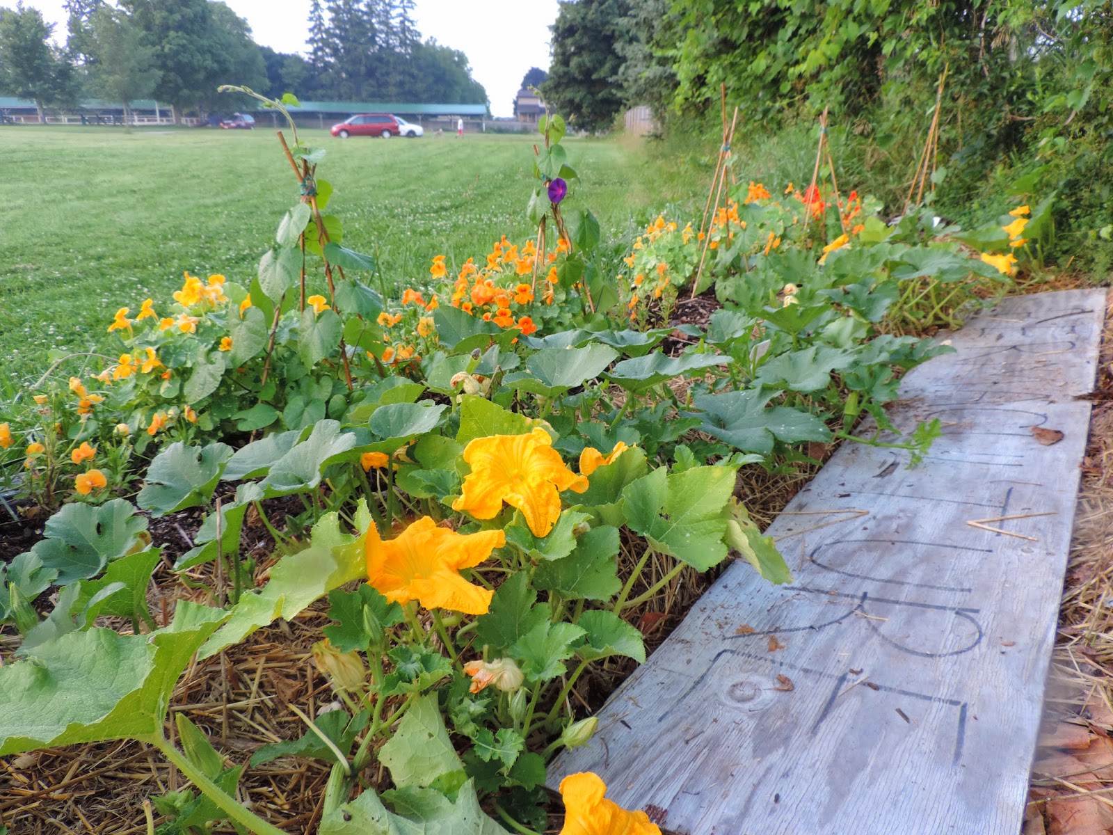 Permaculture Plank in Front Bed.jpg