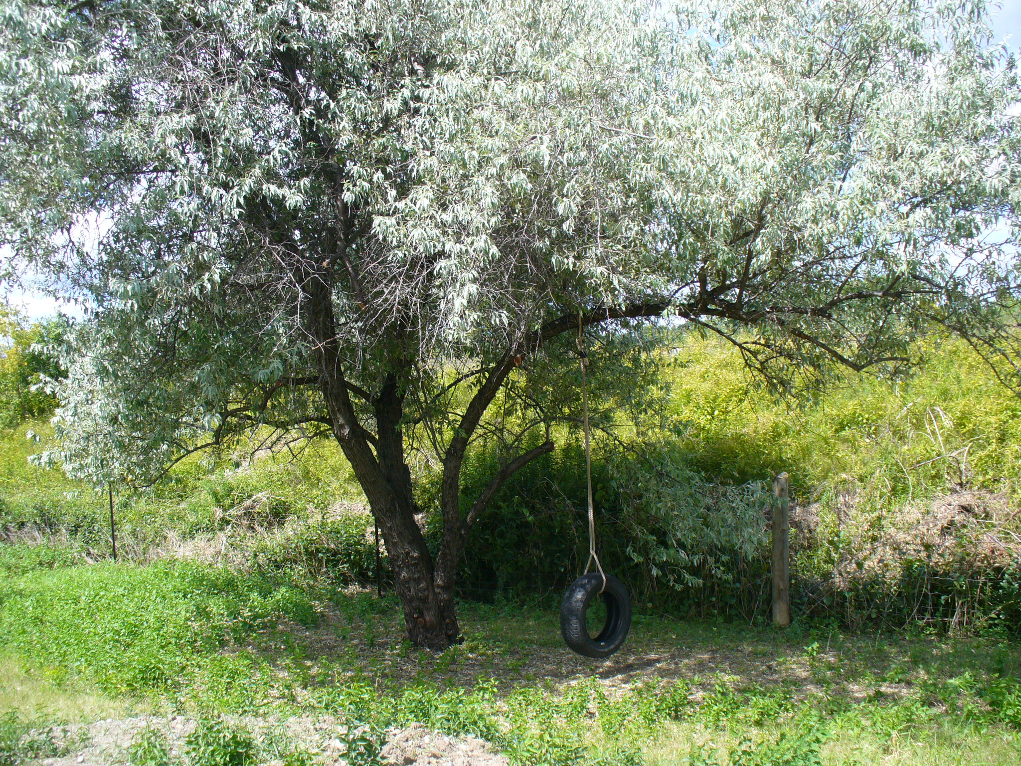 Tire Swing on Russian Olive Tree.JPG