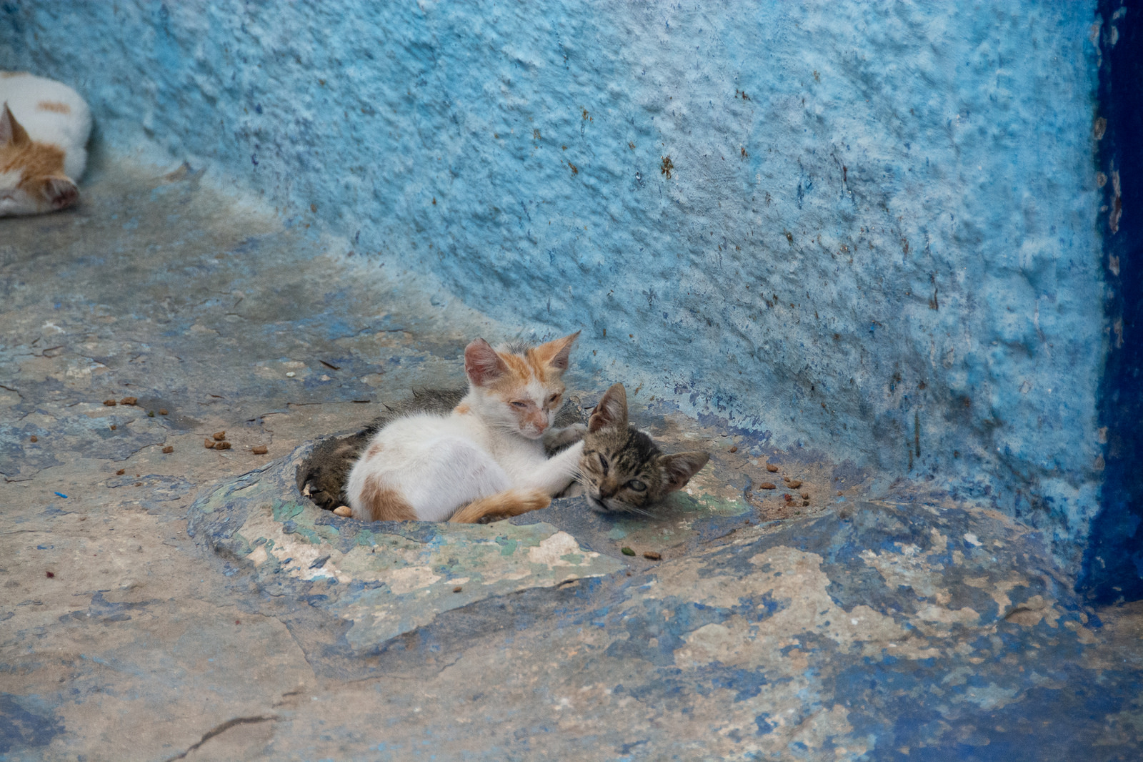 moroccan street cats