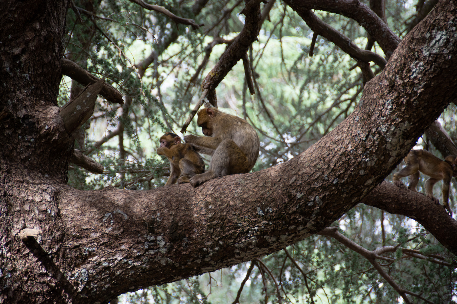 barbary apes