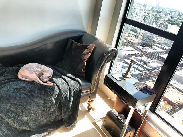 Piglet is doin a snooze

#sphynxcat