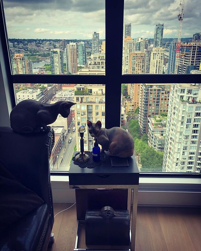 Citywatching #sphynxcat #sisters