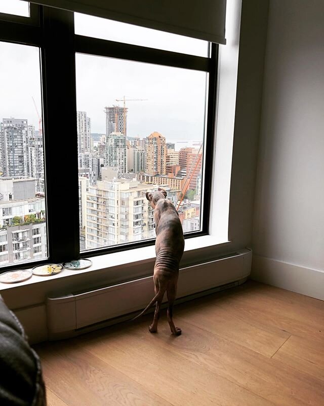 Fascinated by the window cleaners #sphynxcat