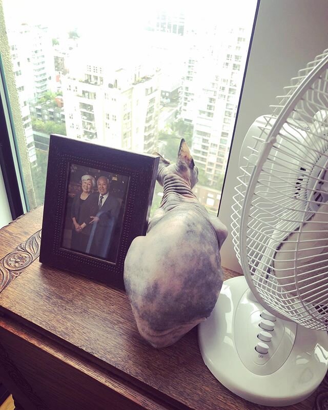 Another day another angle another vision #citywatch #sphynxcat