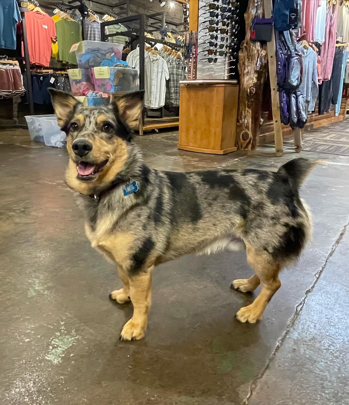 Kimber can&rsquo;t wait to see you guys!! Come see him (and us) this weekend, we&rsquo;ll be operating at normal store hours all through Labor Day!

#getoutanddostuff #shoplocal #reachyourpeak