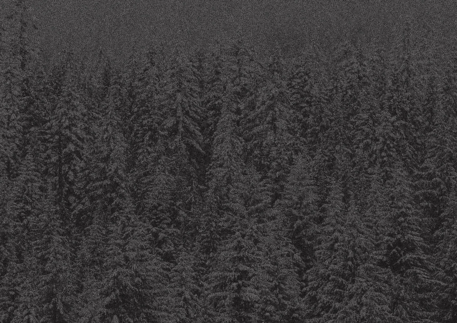 trees.jpg