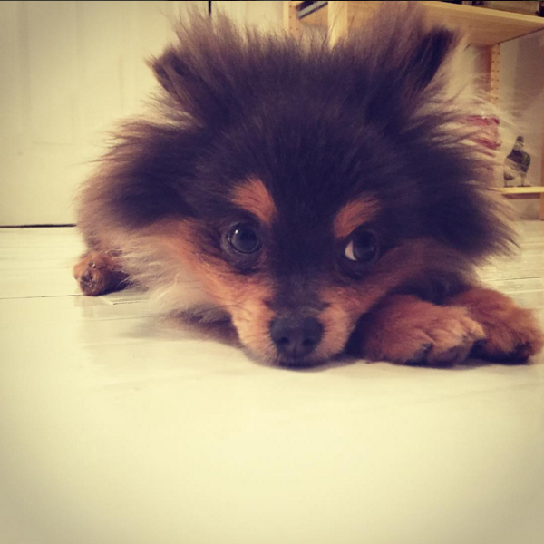 Natalie's new puppy, King. 