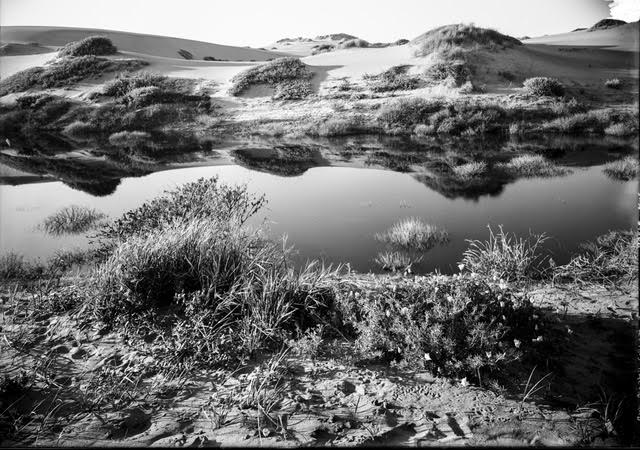  Interdune freshwater pond in the Sunset District near the present site of Sunset Boulevard looking west, 1910c. Image from original glass negative. Willard Worden photographer. 