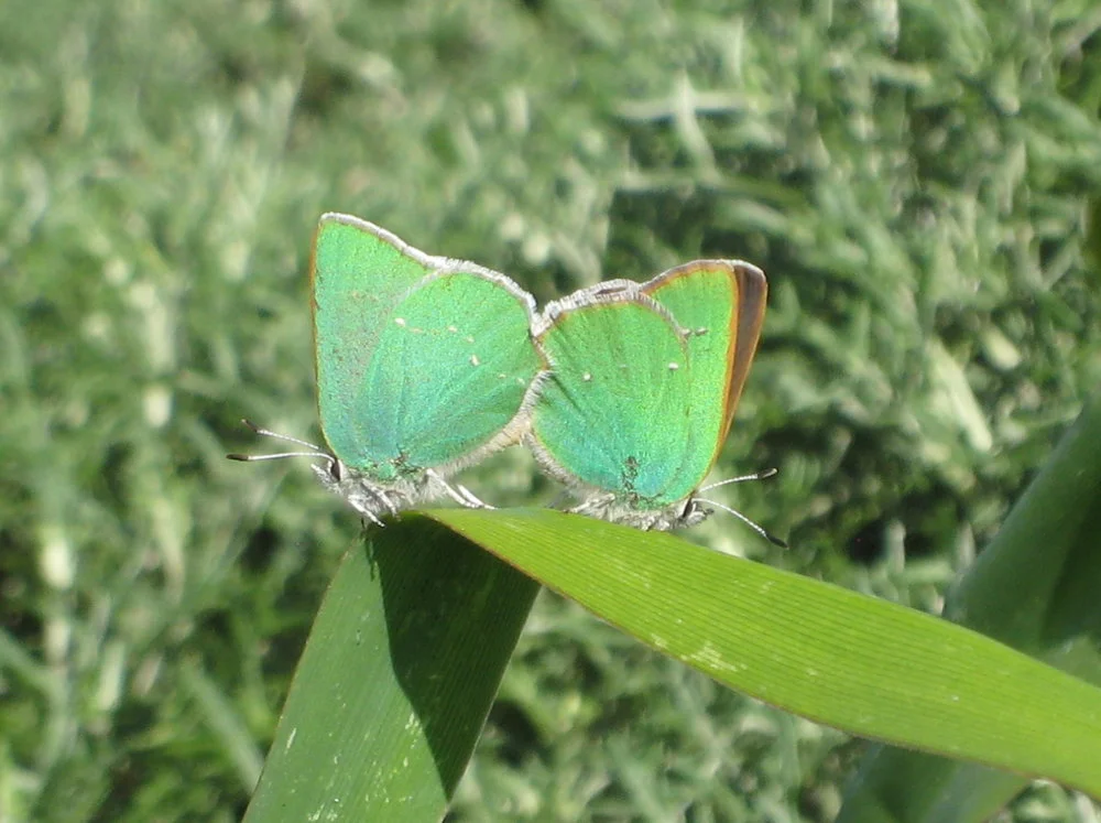 Copy+of+Green+Hairstreak,+Coastal+Bluffs,+3-19-10.jpeg