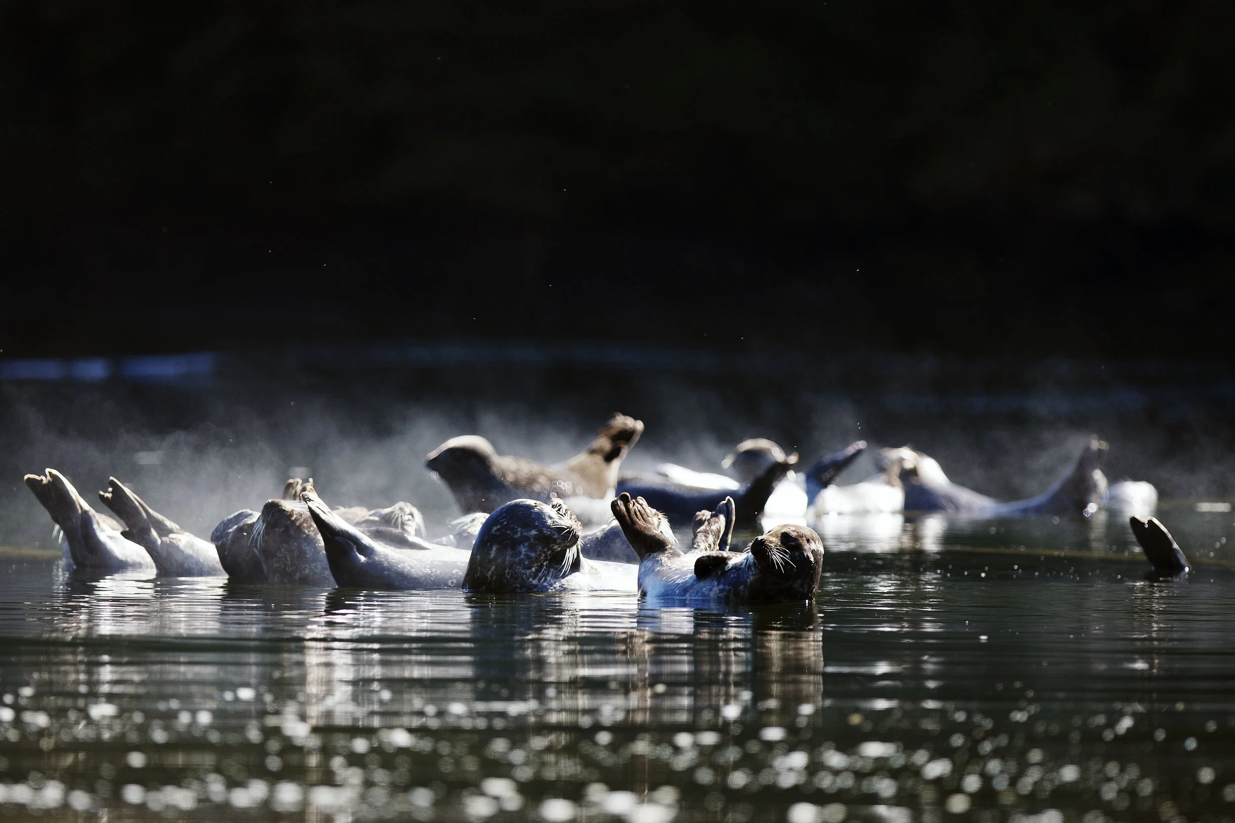 8.Harbour Seals Basking In The Sun, Misty Fjords, Alaska-Griggi 07.jpg